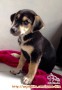 puppies looking for adopter