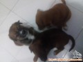 Dicari adopter