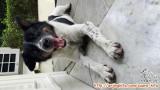 Dicari Adopter Anjing Nakal