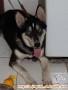 Puppy need adopter