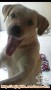open adopt mix lab