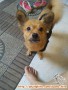 Hibah anjing pom betina 2 thn