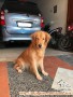 Golden Ret mencari adopter