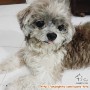 Anjing shihtzu hilang di Surabaya