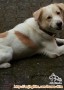 Anjing Tersesat