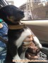 Anak anjing jantan