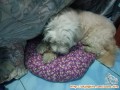 Anjing hilang Shih Tzu turunan
