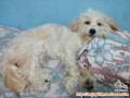 Anjing hilang Shih Tzu turunan