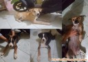 Mencari Pengadopsi Anjing