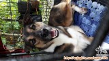 Kembali open for adoption