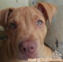 Anjing Pitbul Hilang