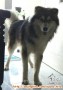 Anjing Siberian Husky long hair HILANG