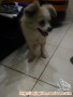 Hibah Anjing Gratis Khusus penyayang anjing
