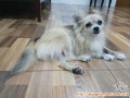 Female mini pom looking for adopter