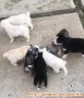 Open adopt puppies mix breed kintamani dan husky