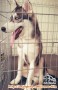 Adopsi Husky