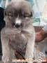 Minipom mixed breed 2 Bulan