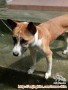 Open adopsi bogor area saja