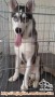 Adopsi Husky