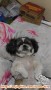 Anjing Shih Tzu Hilang Daerah Jembatan Lima, Jakarta.