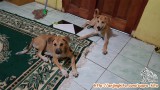 Mencari Adopter yang sayang anjing