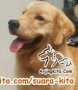 yang minat adopsi Golden Retreiver Jantan