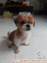 Shihtzu Looking For Adopter