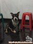Hibah anjing american bully jantan 2 tahun