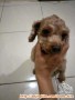 Dicari adopter untuk red toy poodle