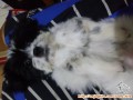 Hibah GRATIS anakan Shih tzu x Border collie