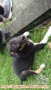 Anak anjing jantan