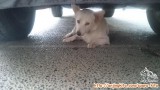 Adopsi Anjing Gratis (Hibah)