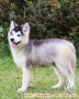 DIHIBAHKAN GRATIS  2 ekor alaskan malamute 1 tahun