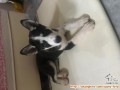 Dicari adopter puppy betina mix husky kintamani