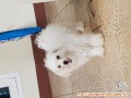 Anjing Maltese dihibahkan