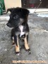 Open adopt for foster dog