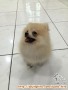 ADOPSI/HIBAH ANJING POMENARIAN