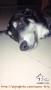 DICARI ADOPTER Puppy Husky mix Golden (4 bulan medium weight / laki2)