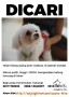Anjing Hilang