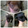 (Wilayah Jakarta) Dicari Adopter Anak Anjing