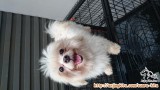 Hibah khusus doglover