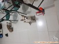 Ada yang mau ngerawat anjing gw ?? Gw mo pindah k luar kota .. info secepat.a ya ..