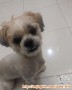 Hibah / Adopsi Shih tzu umur 1 1/2 thn