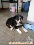 Hibah gratis anakan husky mix