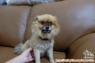 Hilang! POMERANIAN DI DUREN VILLA - CILEDUG