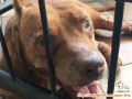 Di Hibah anjing pitbull dewasa jantan baik