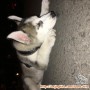URGENT! NEED ADOPTION!