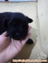 Anak anjing mix butuh diadopsi segera