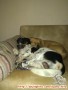 Hibah 2 anjing mixbreed semarang