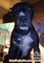 KABUR DR RUMAH PITBULL 6 BLN JTN HITAM LORENG